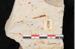 Foto (Detailansicht) von Quercus palaeoilex Ettingshausen (NHMW-GEO-2024-0188-6378)